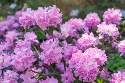 Blooming pink purple rhododendron in a botanical garden in spring. Background