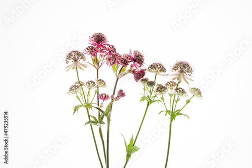 Fresh purple astrantia major or masterwort flower isolated on white background.