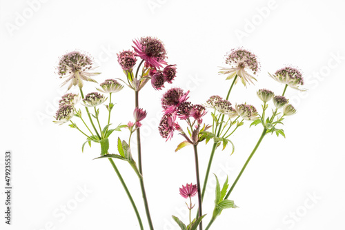 Fresh purple astrantia major or masterwort flower isolated on white background.