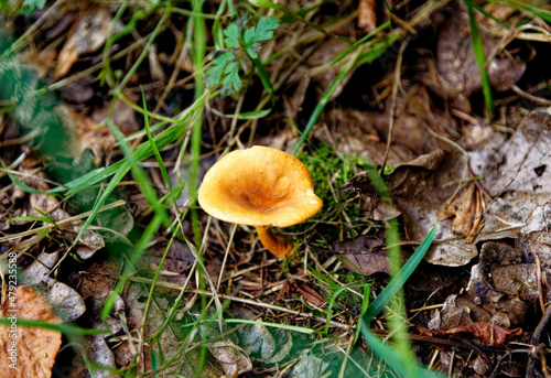 Mushrooms - Tubaria hiemalis - Winter Twiglet photo