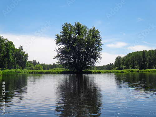 A beautiful tree shows off a perfect reflection on the lake below on a summer day