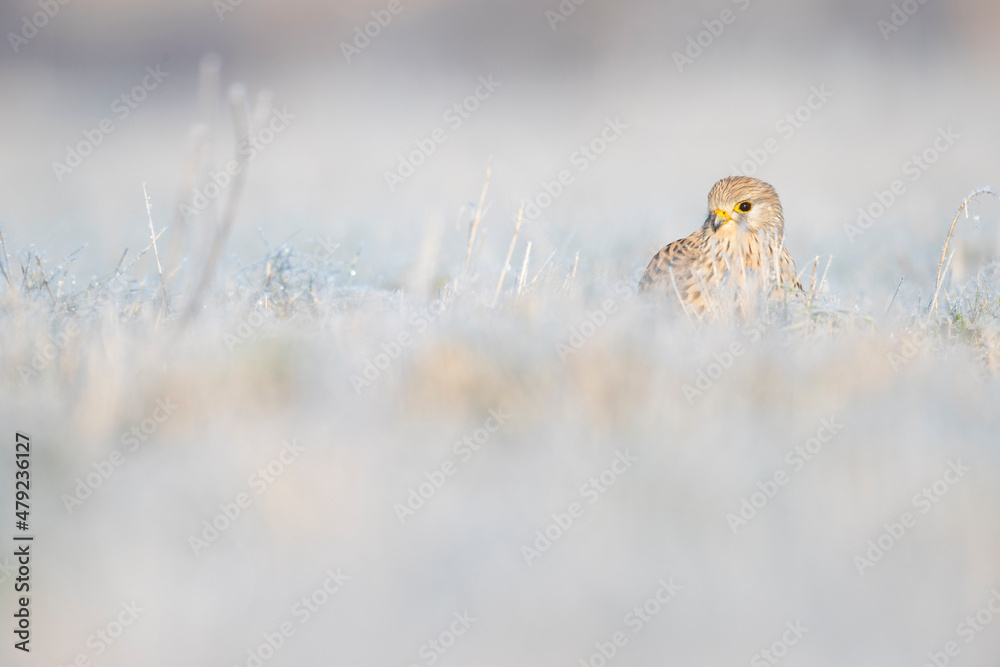 A common kestrel (Falco tinnunculus) viewed from a low angle resting in the frozen grass. A common kestrel (Falco tinnunculus) viewed from a low angle resting in the frozen grass.