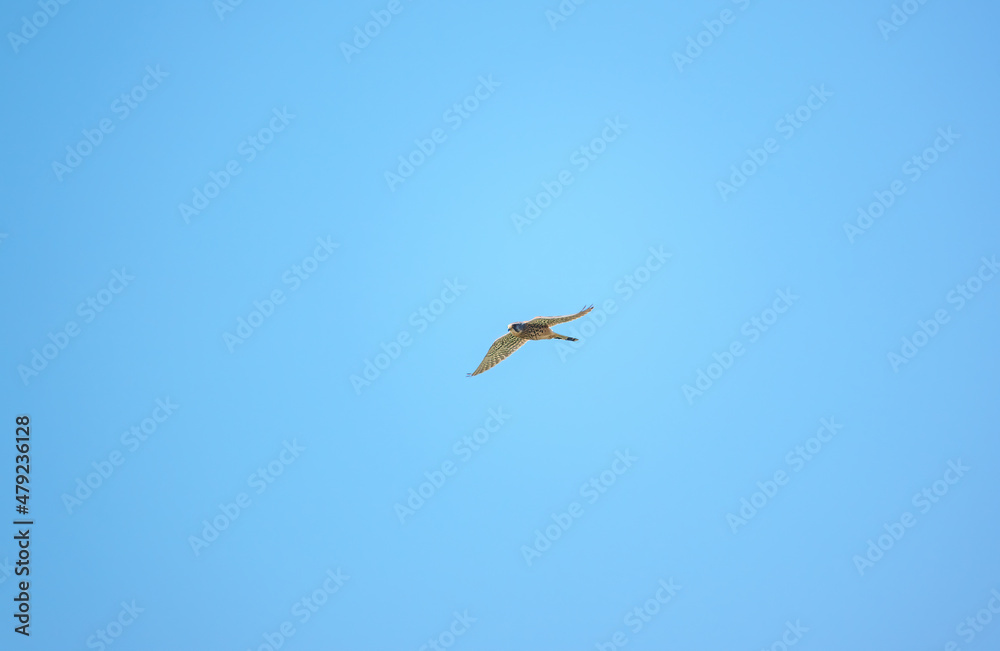 Obraz premium kestrel (Falco tinnunculus) on the wing in a blue sky hunting prey on the ground below