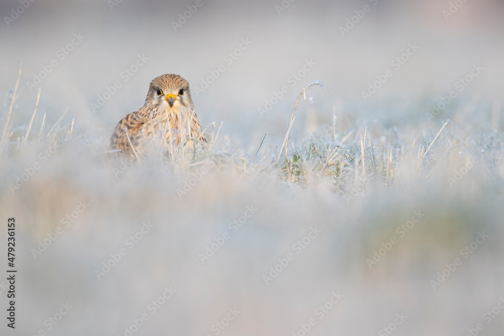 A common kestrel (Falco tinnunculus) viewed from a low angle resting in the frozen grass. A common kestrel (Falco tinnunculus) viewed from a low angle resting in the frozen grass.