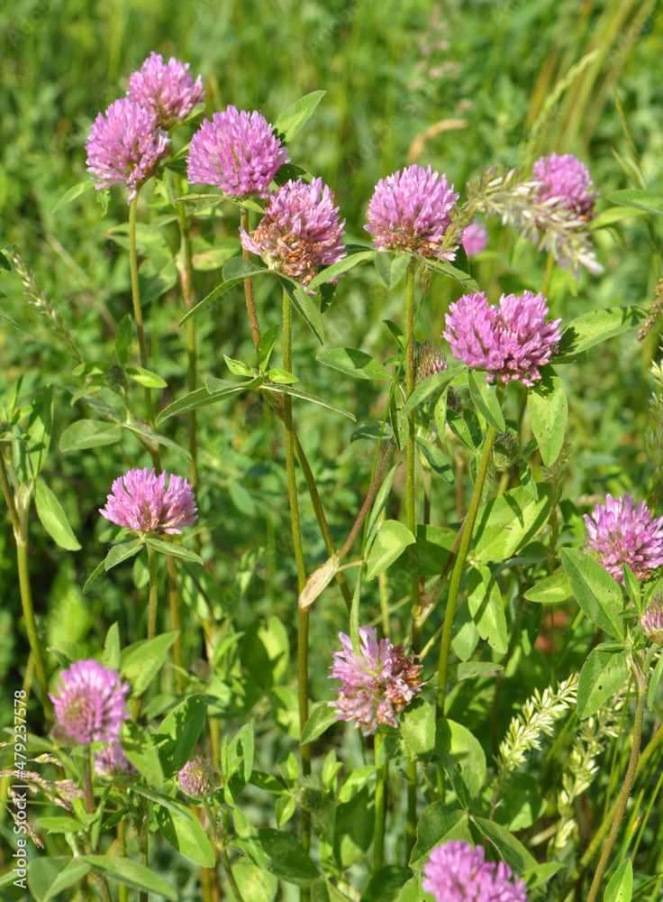 Clover (Trifolium pratense) grows in the meadow among the grasses Clover (Trifolium pratense) grows in the meadow among the grasses