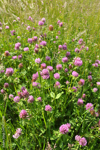 Clover  Trifolium pratense  grows in the meadow among the grasses