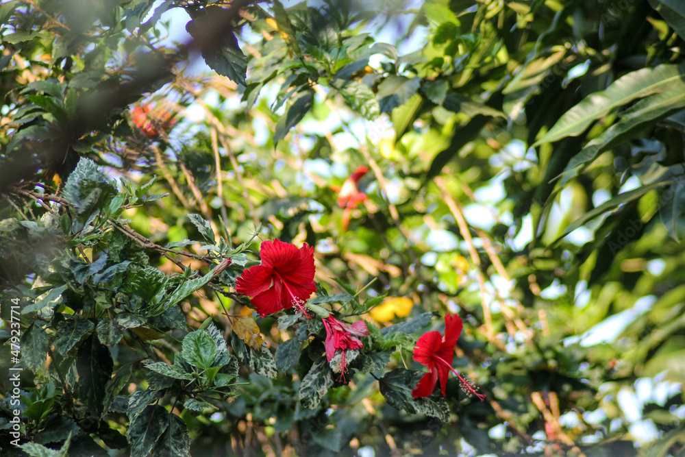 Obraz premium hibisco