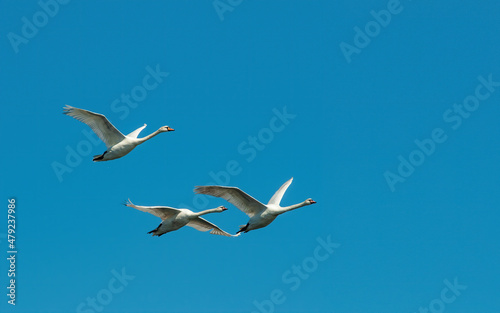 Three white swans are flying in blue sky. Migratory birds return to their breeding sites. Clear blue sky with copy space