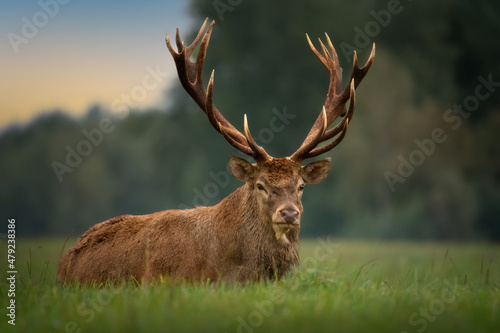 A royal red deer with huge antlers lies on a field on the green grass. Close-up. Trophy.