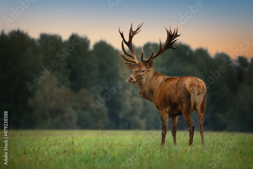 Foto A large, full-grown red deer with huge antlers