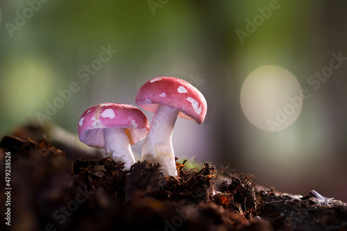 Growing russule mushroom