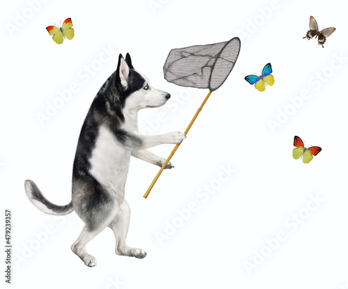 Canvas Print A dog husky catches butterflies with a butterfly net