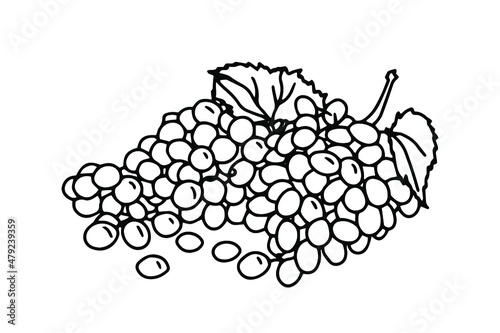 Outline hand drawn bunch of grapes. Simple doodle style