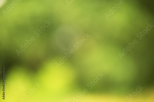 Defocus greenery forest. Blurred natural green background.