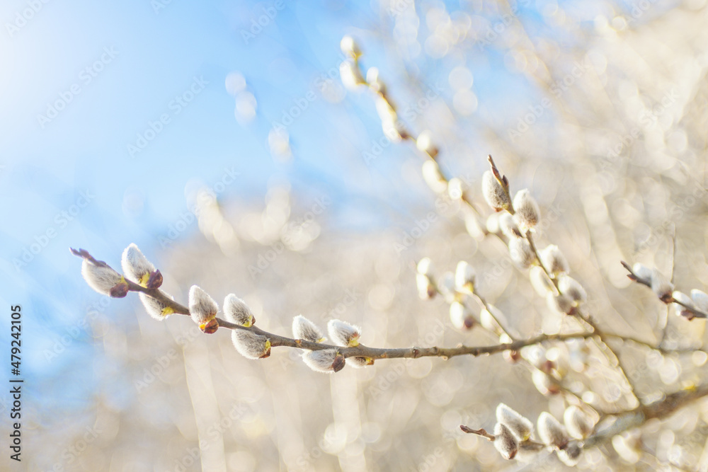 Weidenkätzchen am Zweig im Frühling, Sonnenlicht und blauer Himmel Weidenkätzchen am Zweig im Frühling, Sonnenlicht und blauer Himmel