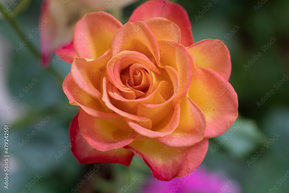 petalos de una rosa con colores degrade petalos de una rosa con colores degrade