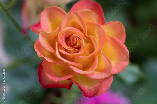petalos de una rosa con colores degrade 