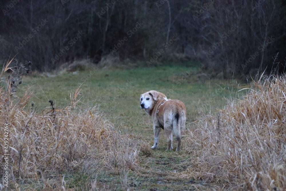 Hund vor dem Wald zwischen Feldgras