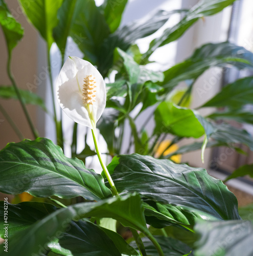 spathiphyllum, peace lilies, flower female happiness, flowering, white background, trend. closeup.