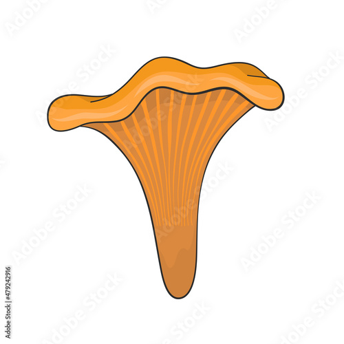 chanterelle mushroom hand drawn for design