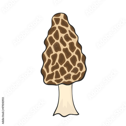 morel mushroom hand drawn for design