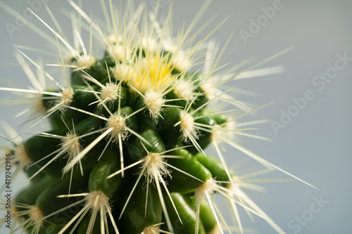 top view. a small potted cactus on a gray background. houseplants.