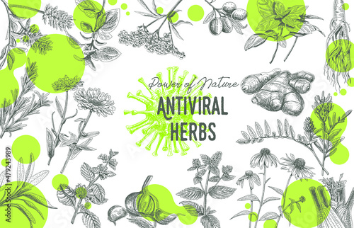 Antiviral herbs frame. Sketchy vector hand-drawn illustration. photo