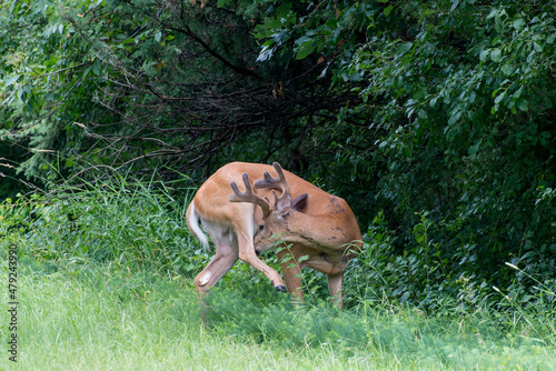 White-tailed deer with velvet antlers preening and cleaning.