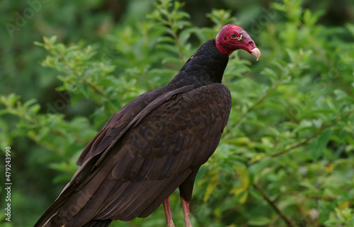 Portrait of a perched Turkey Vulture  Cathartes aura  shown in the Chiriqui province of Panama.