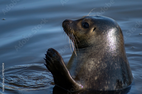 harbor seal