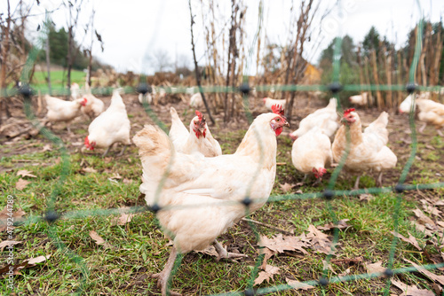chicken run free
