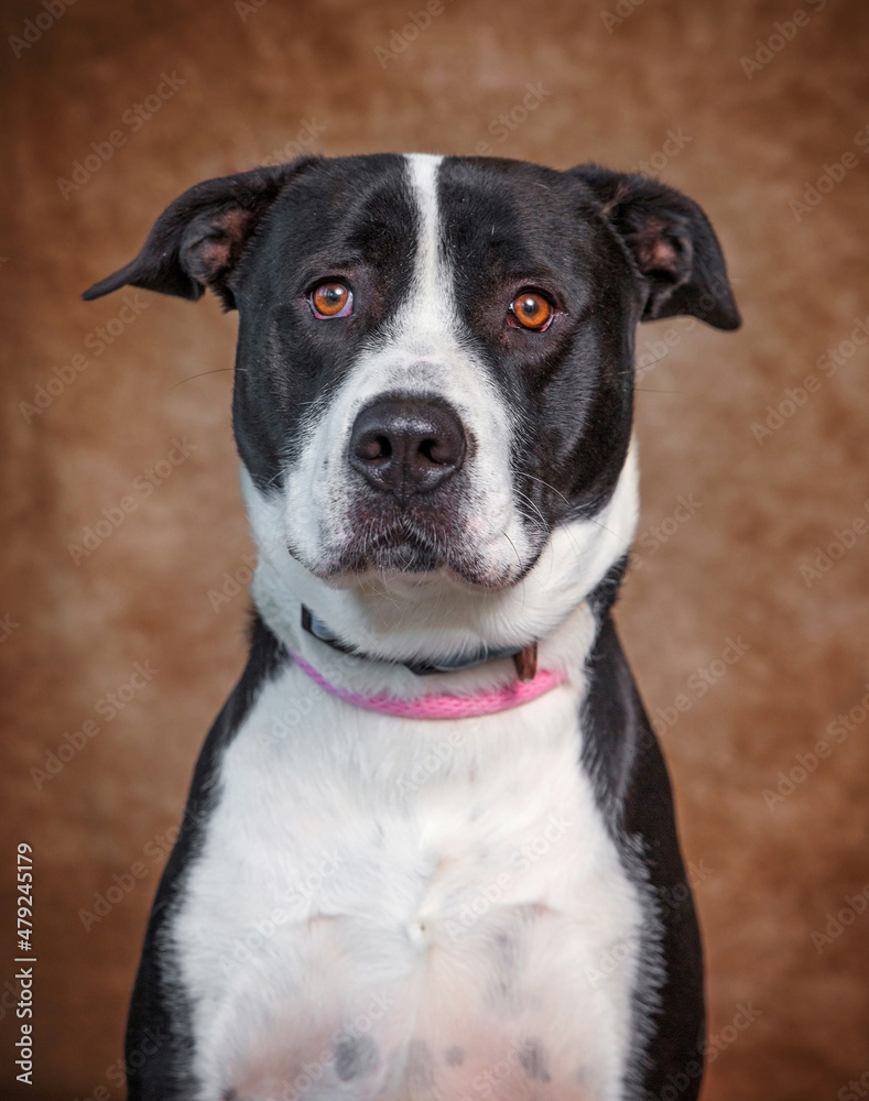 studio shot of a cute dog on an isolated background