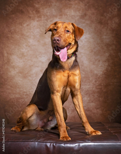 studio shot of a cute dog on an isolated background