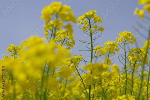 力強い生命力を感じる黄色い菜の花