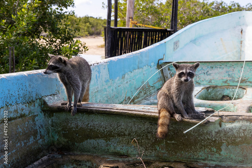 Two endangered Cozumel raccoons sit in an old boat on the north side of tropical island Cozumel, Mexico photo