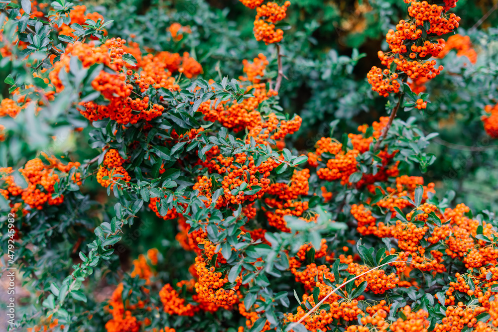 Cluster of ripening rowan berries, nature bokeh. High quality photo