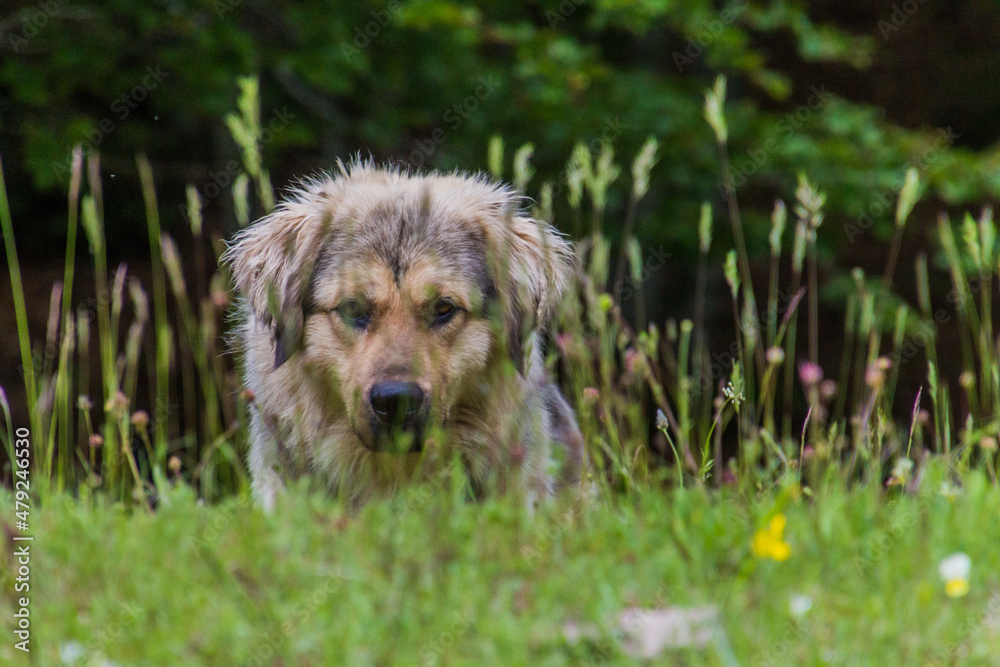 Dog in a meadow in Lovcen national park, Montenegro