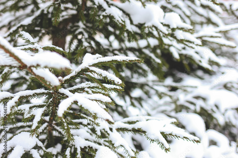 Spruce branches covered with snow. Happy New year, Merry Christmas, wintertime concept. Close up with place for text.	