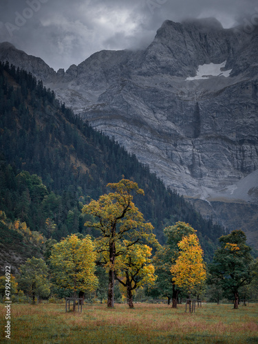 Old green and yellow maple trees in front of mountains of Karwendel at Ahornboden in Austria Tyrol in autumn.