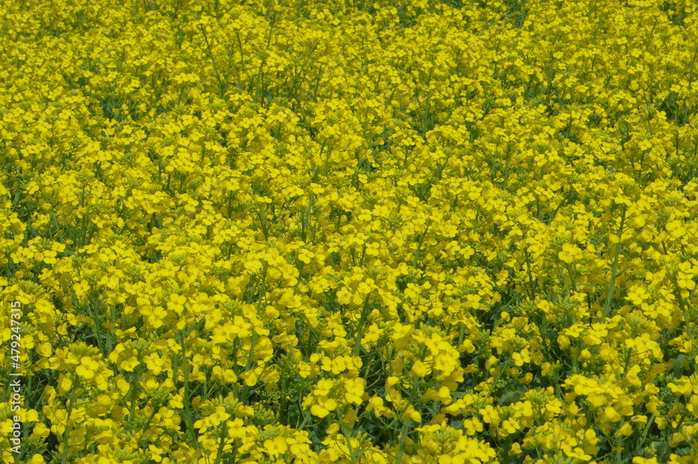 Obraz premium まるで黄色い絨毯のような菜の花畑