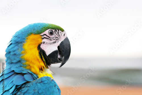 blue and yellow macaw parrot closeup
