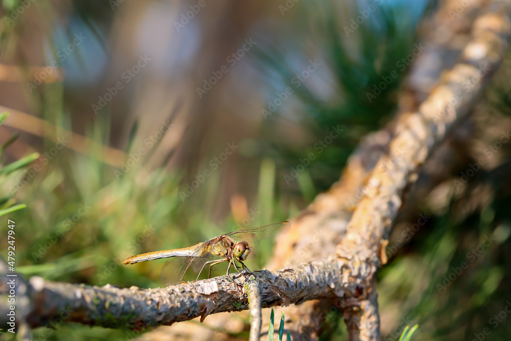Portrait einer Libelle im Sommer in der freien Natur.
Portrait einer Libelle im Sommer in der freien Natur.