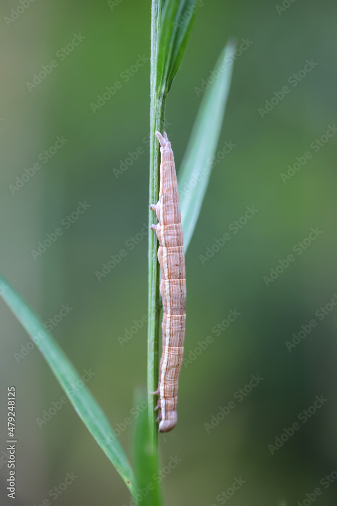 Die Raupe eines Schmetterlings an einem Grashalm. Die Raupe eines Schmetterlings an einem Grashalm.