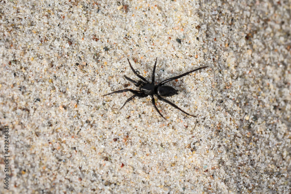 Eine kleine dunkle Spinne läuft über den Ostseesand.
Eine kleine dunkle Spinne läuft über den Ostseesand.