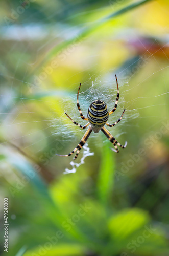 Eine Wespenspinne in ihrem Netz inmitten einer Wiese. 