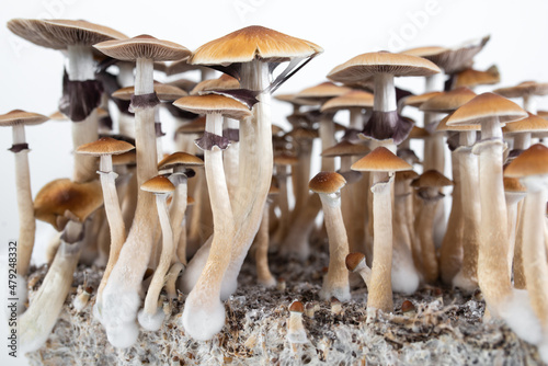 psychedelic mushrooms growing photo