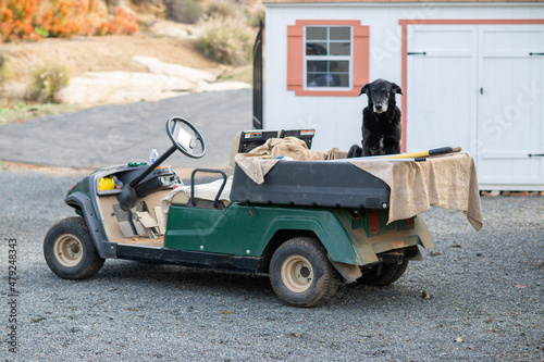 Dog sitting in a golf-cart © Irina Danilova