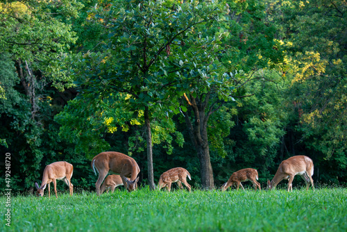 A herd of White-tailed deer grazing in the park with fawns