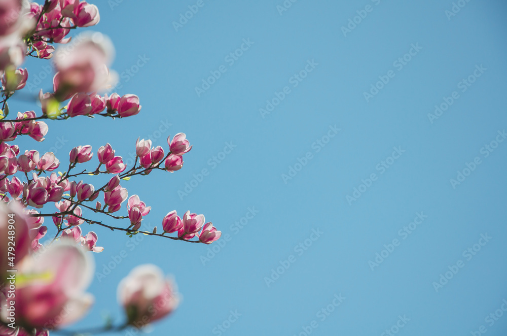 Spring background pink flowers of magnolia on blue sky background Spring background pink flowers of magnolia on blue sky background
