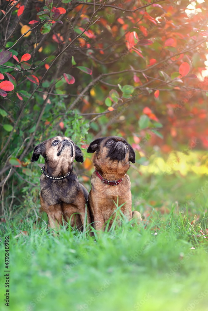 Two cute griffon dogs sitting together at autumn nature.